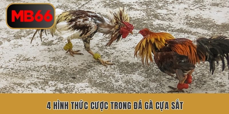 4 hình thức cược trong đá gà cựa sắt