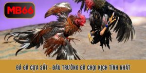 da ga cua sat