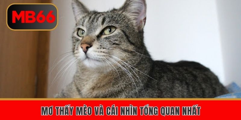 Mơ thấy mèo và cái nhìn tổng quan nhất