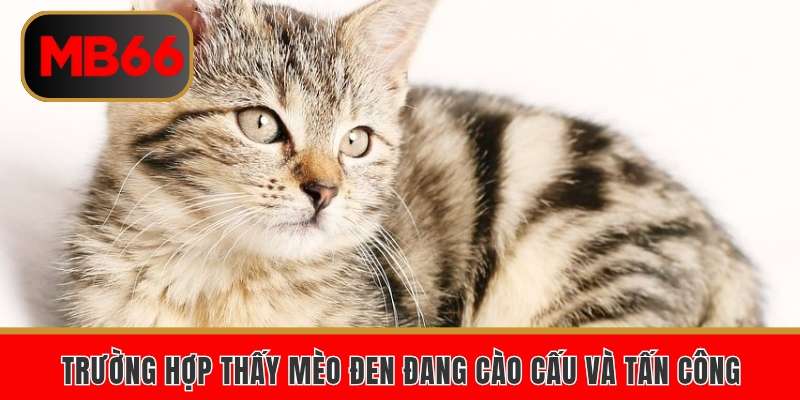 Trường hợp thấy mèo đen đang cào cấu và tấn công